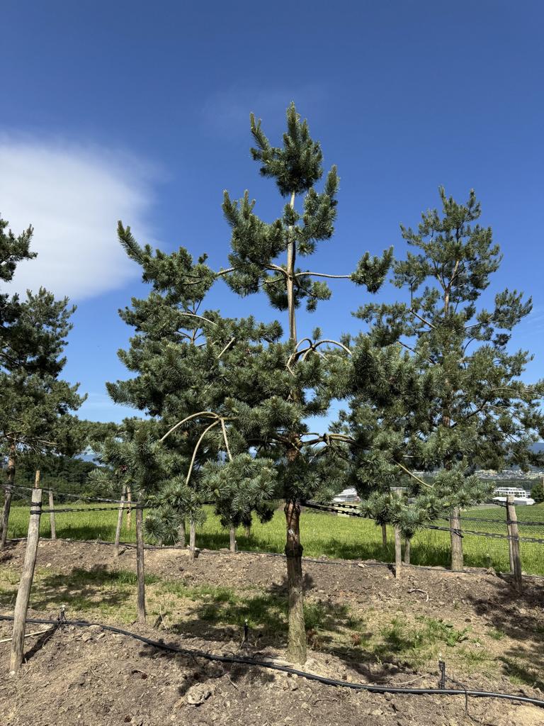 Pinus sylvestris