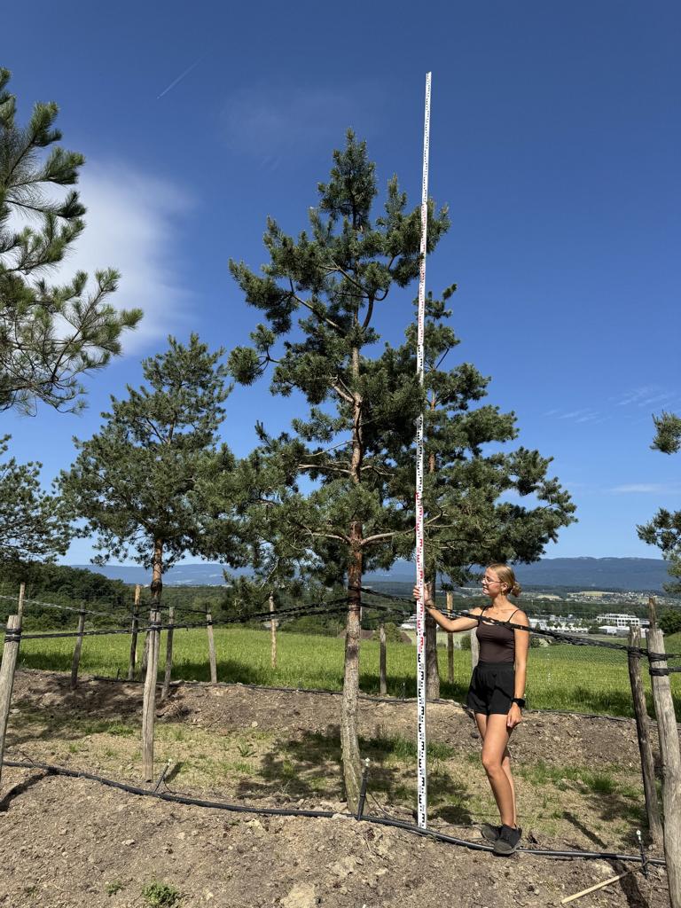 Pinus sylvestris