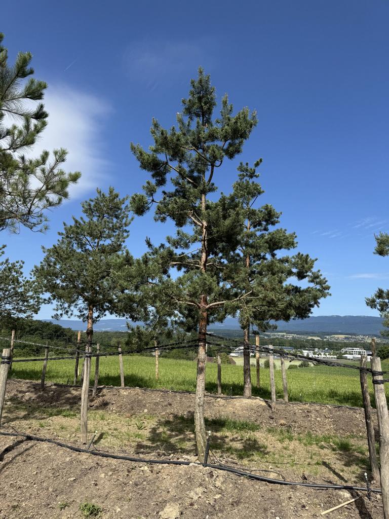Pinus sylvestris