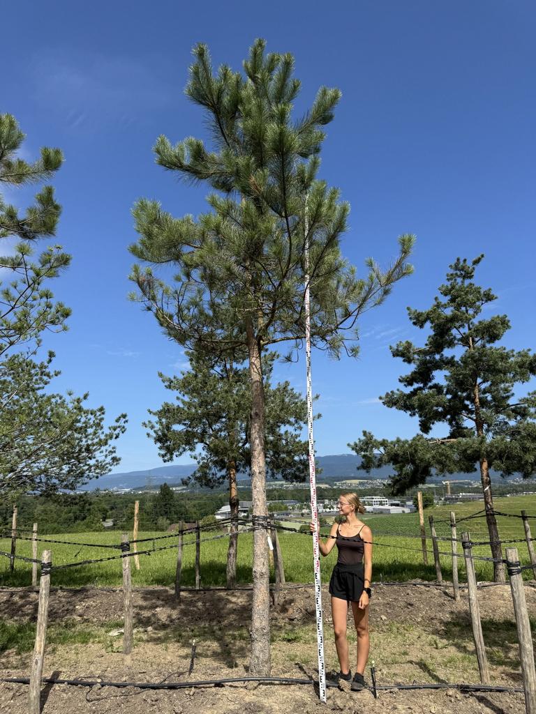 Pinus sylvestris