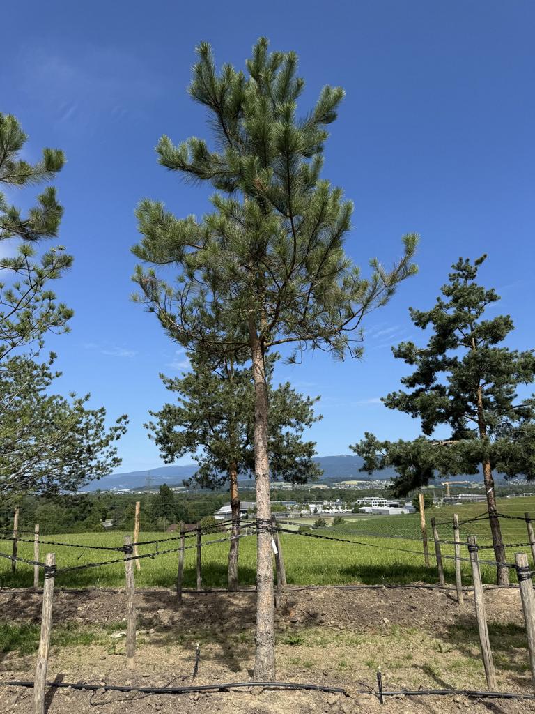 Pinus sylvestris