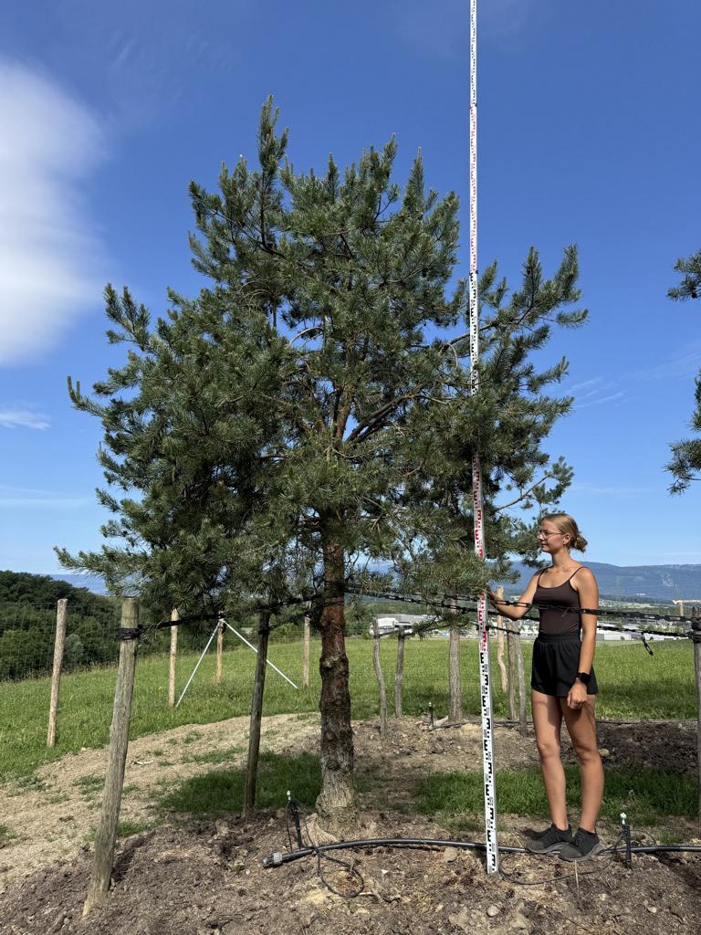 Pinus sylvestris
