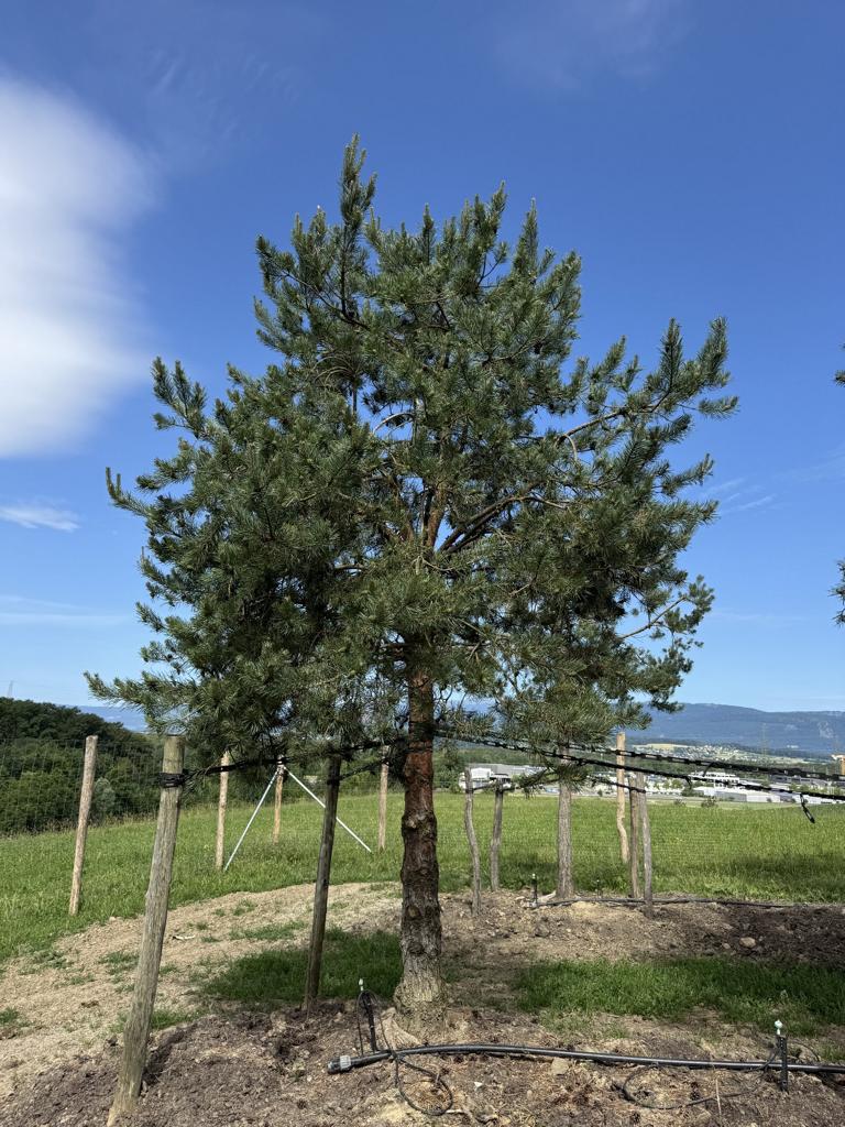 Pinus sylvestris