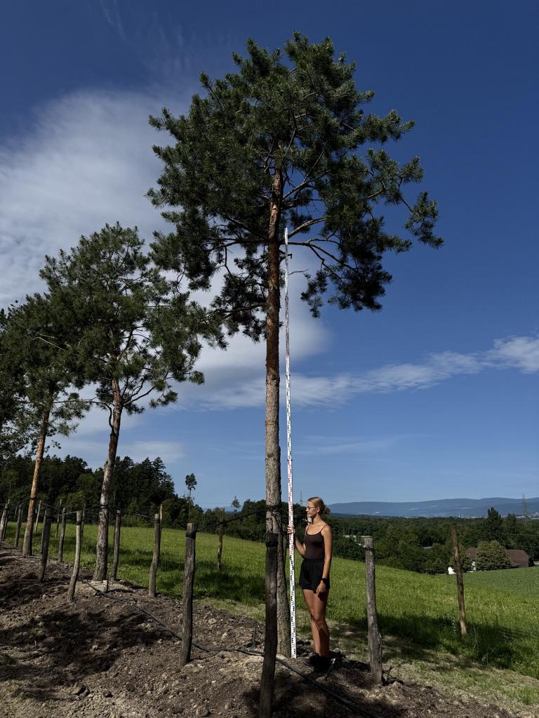 Pinus sylvestris