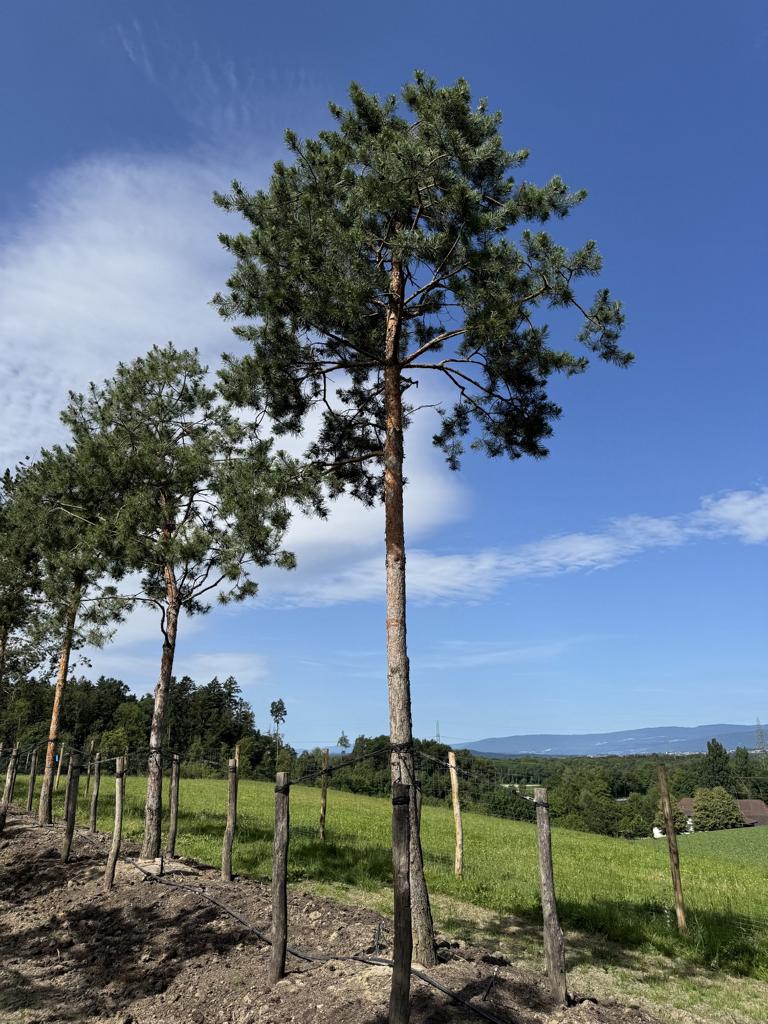 Pinus sylvestris