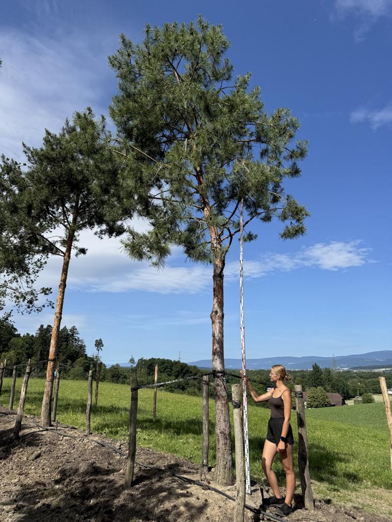 Pinus sylvestris