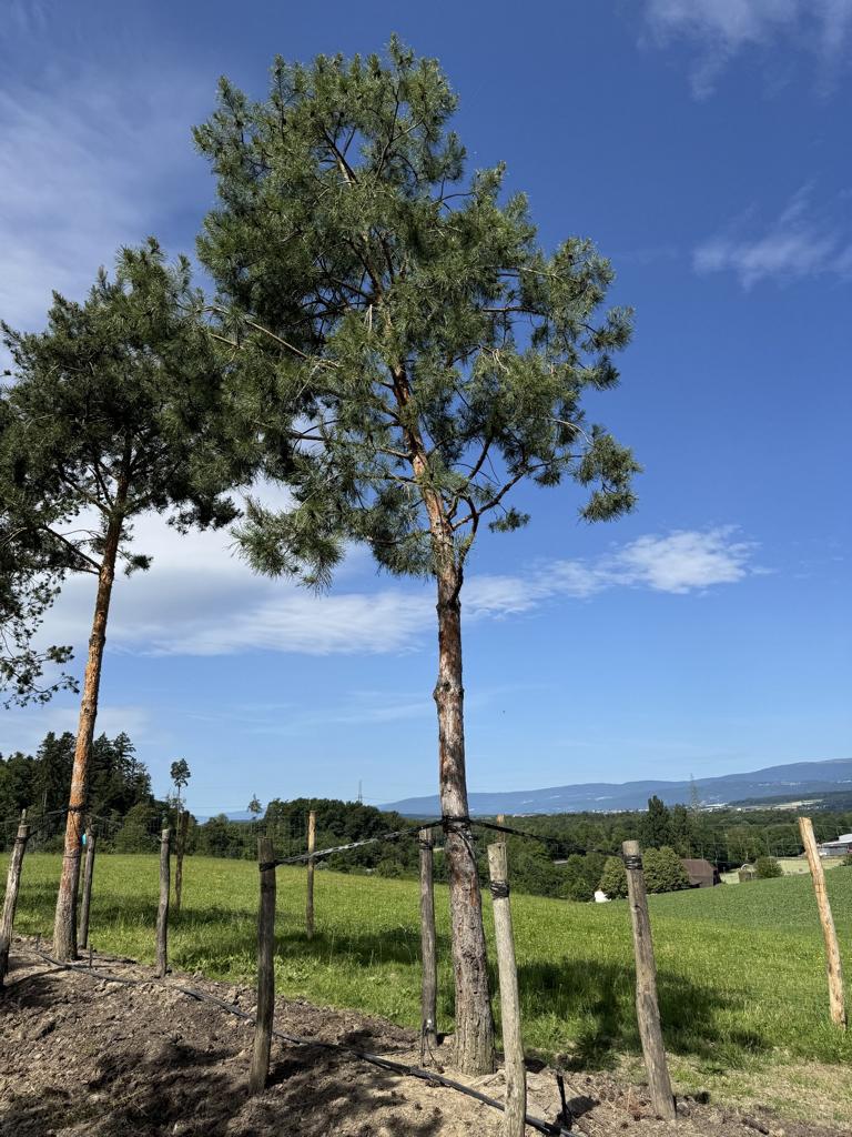 Pinus sylvestris
