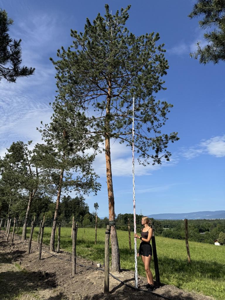Pinus sylvestris