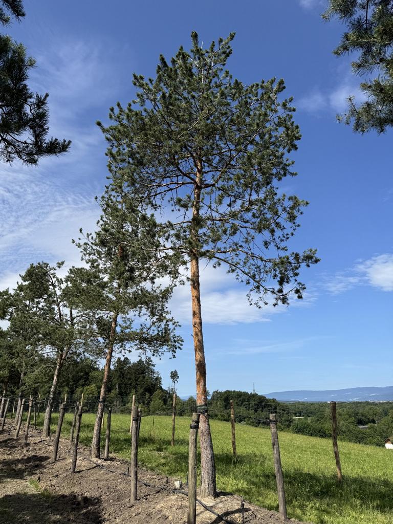 Pinus sylvestris