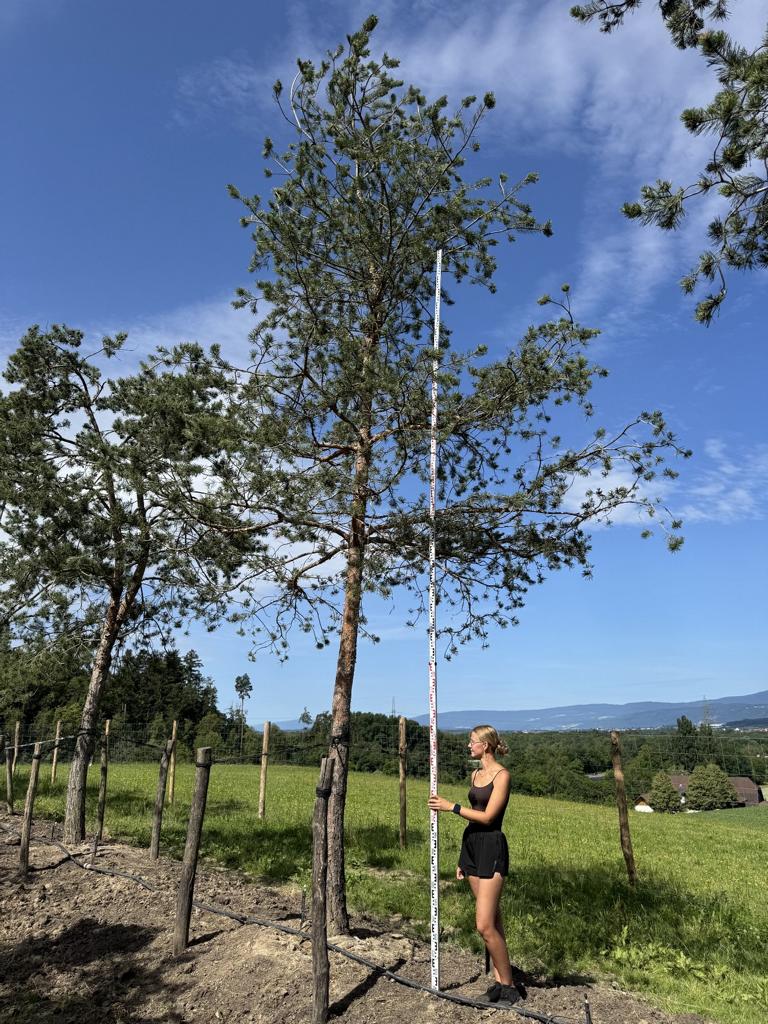 Pinus sylvestris
