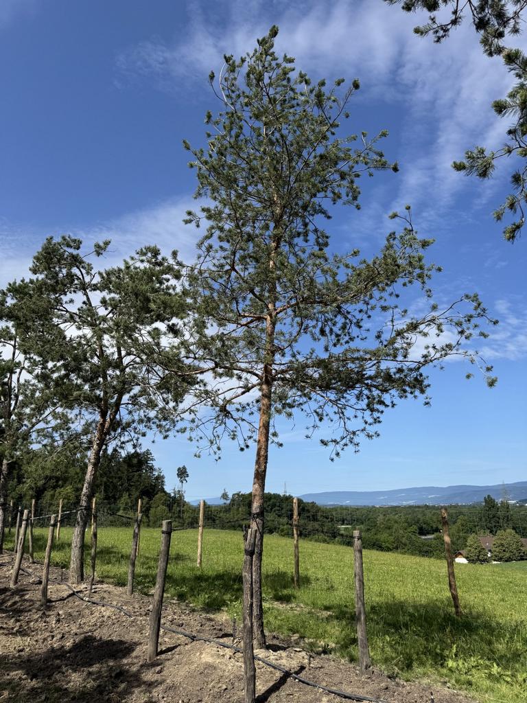 Pinus sylvestris