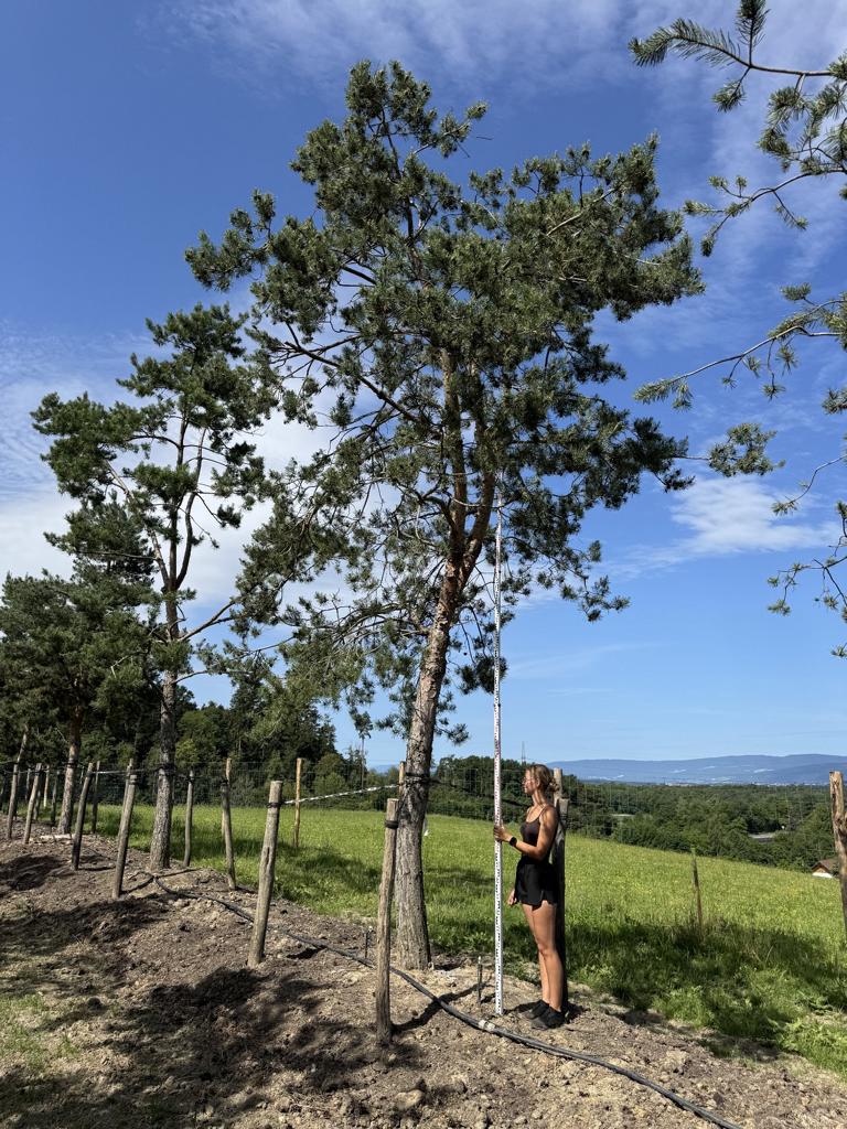 Pinus sylvestris