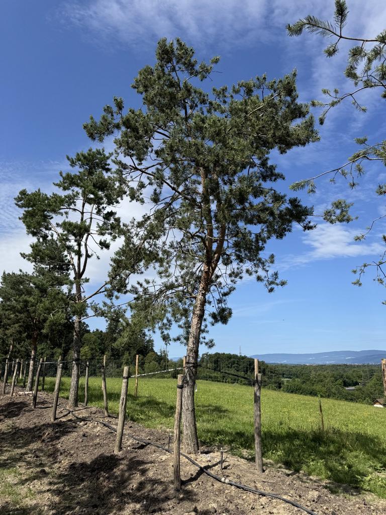 Pinus sylvestris