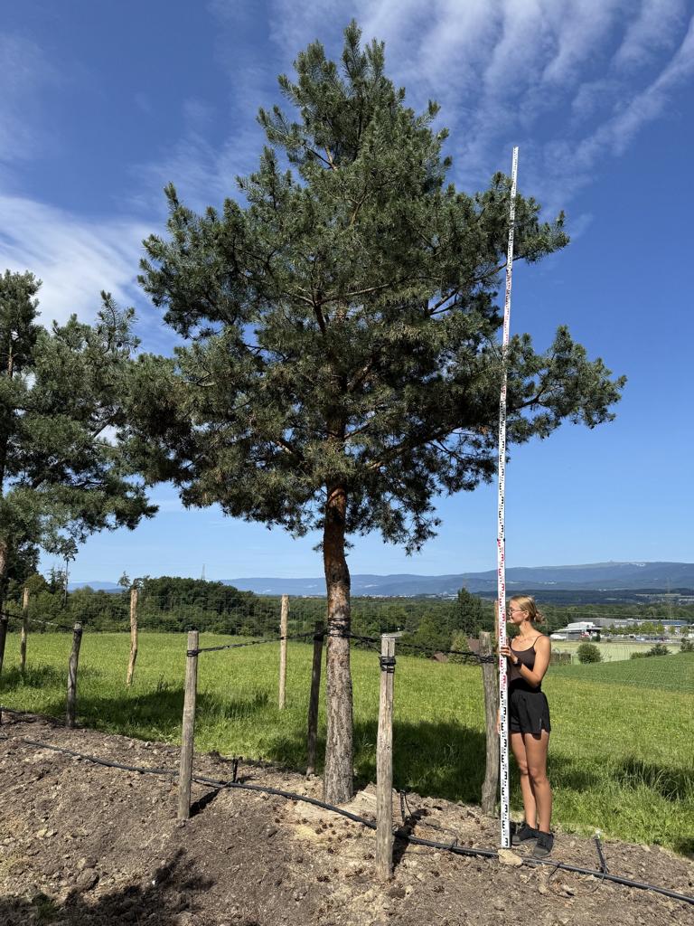 Pinus sylvestris
