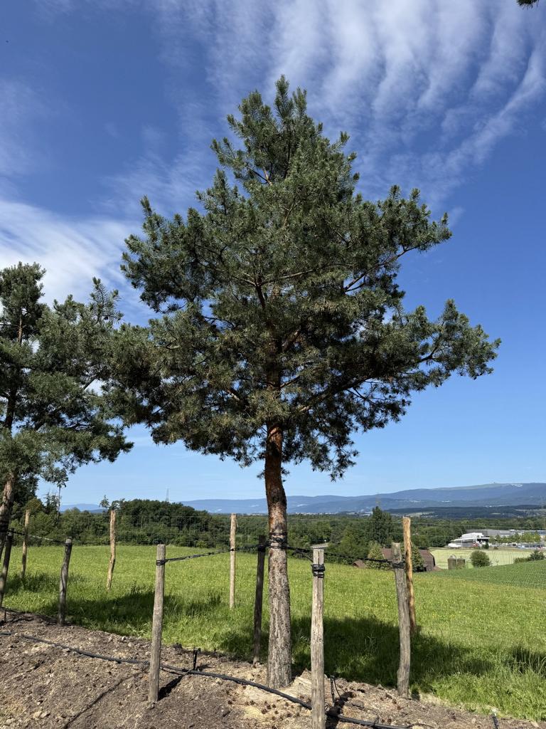 Pinus sylvestris