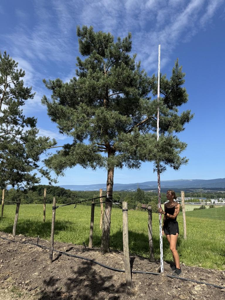 Pinus sylvestris