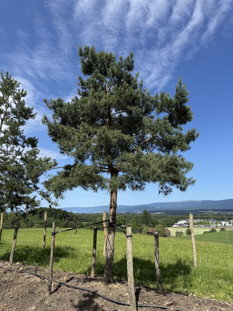 Pinus sylvestris