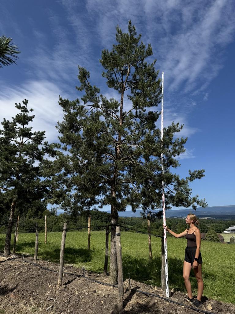 Pinus sylvestris