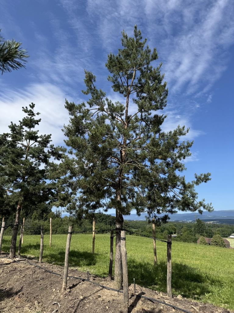 Pinus sylvestris