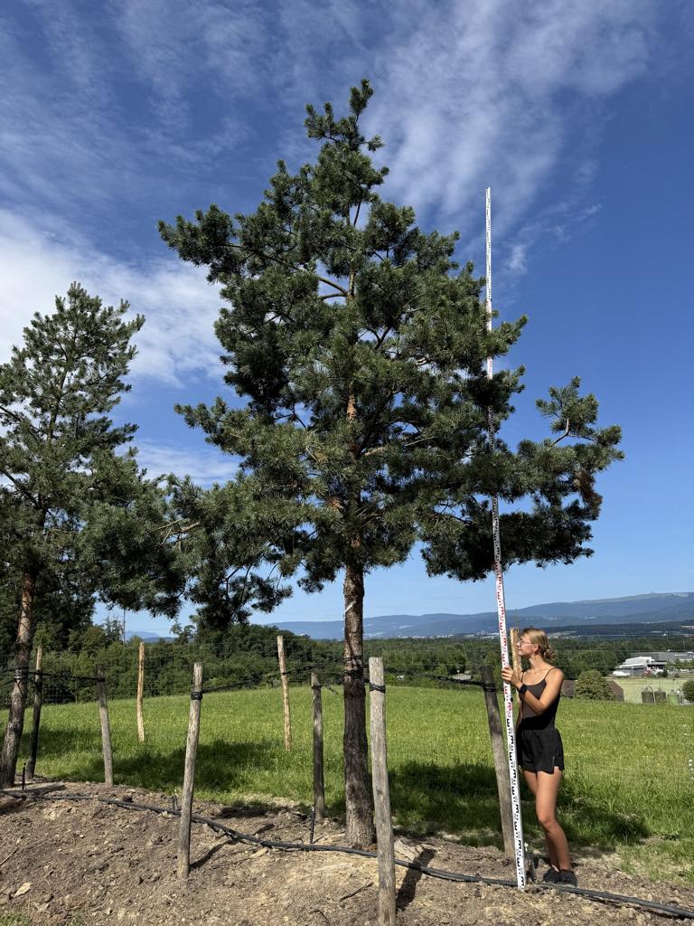 Pinus sylvestris