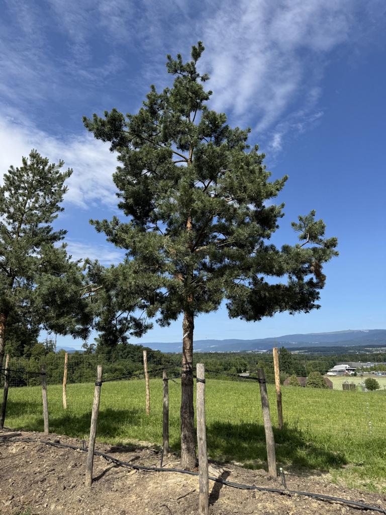 Pinus sylvestris