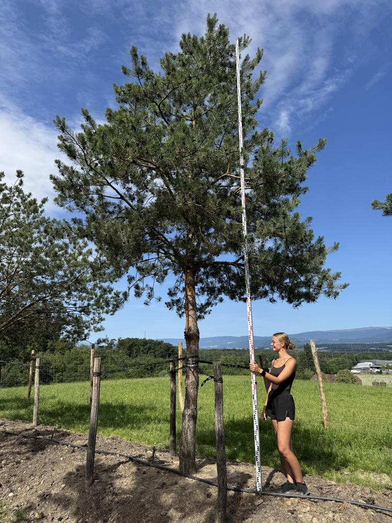Pinus sylvestris
