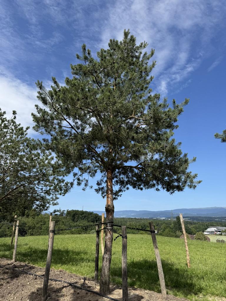 Pinus sylvestris