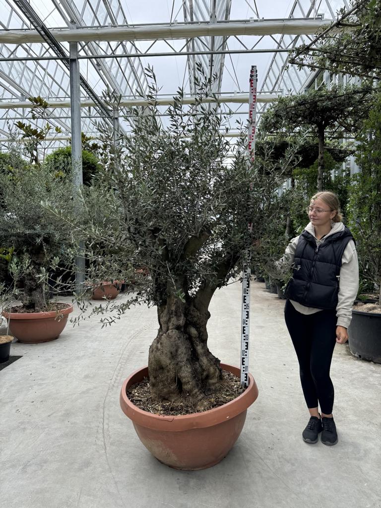 Olea europaea