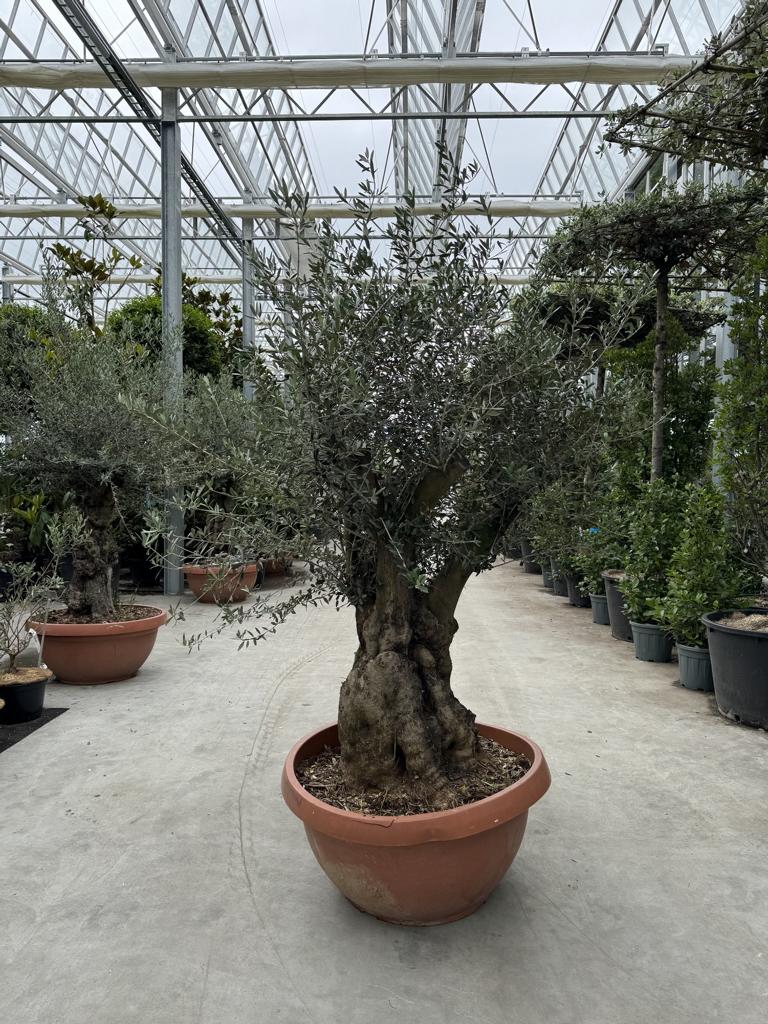 Olea europaea
