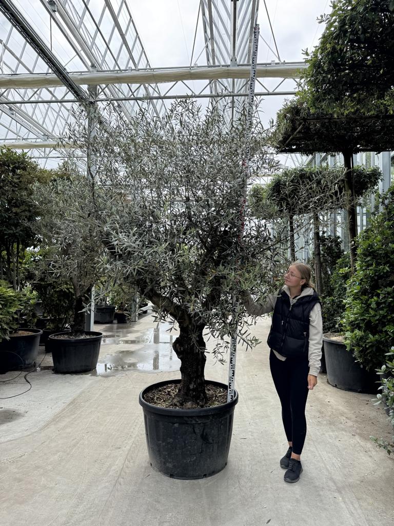 Olea europaea