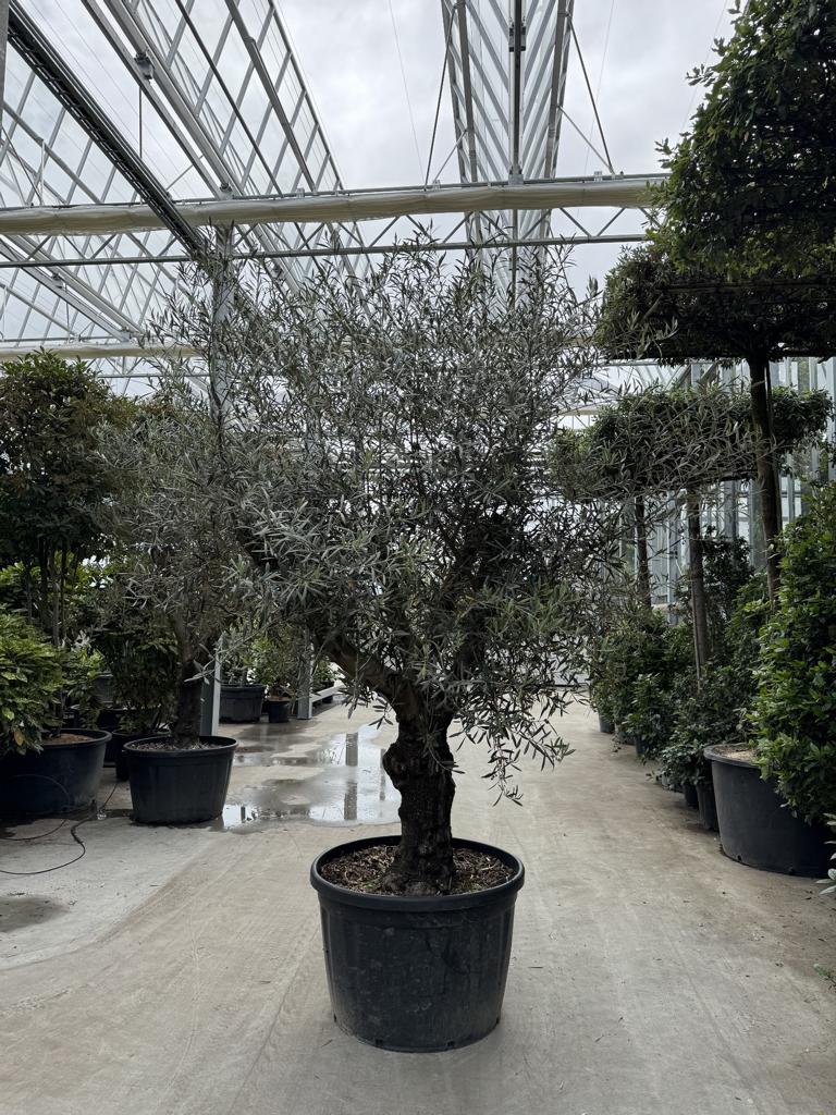 Olea europaea