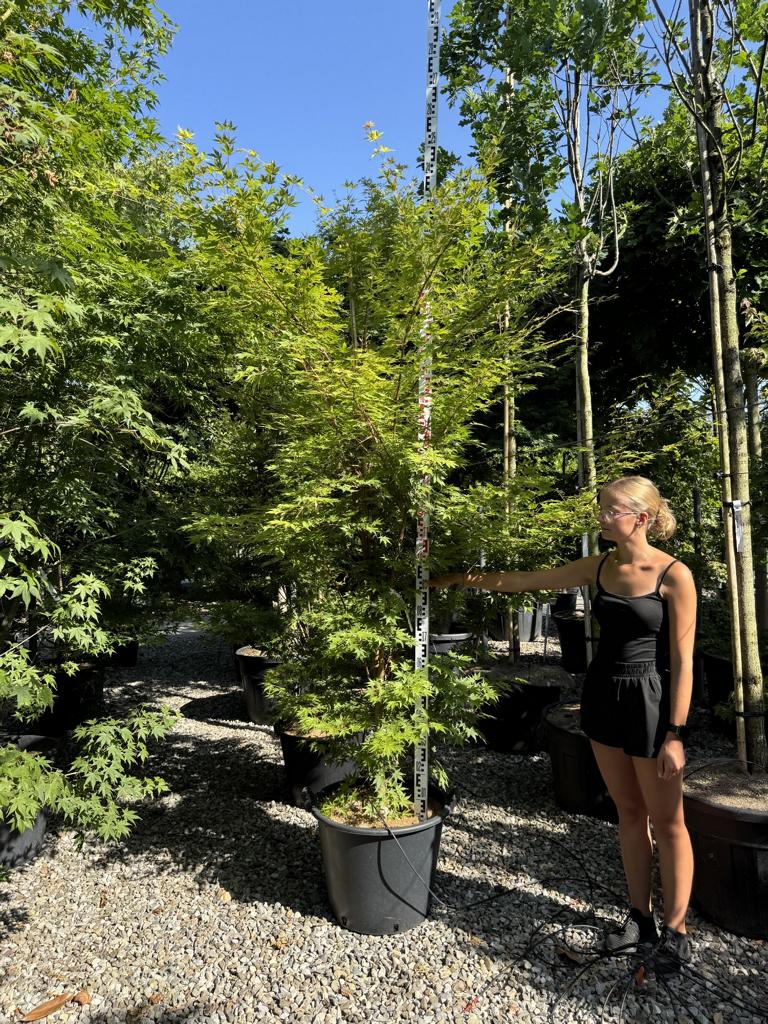 Acer palmatum 'Sangokaku'
