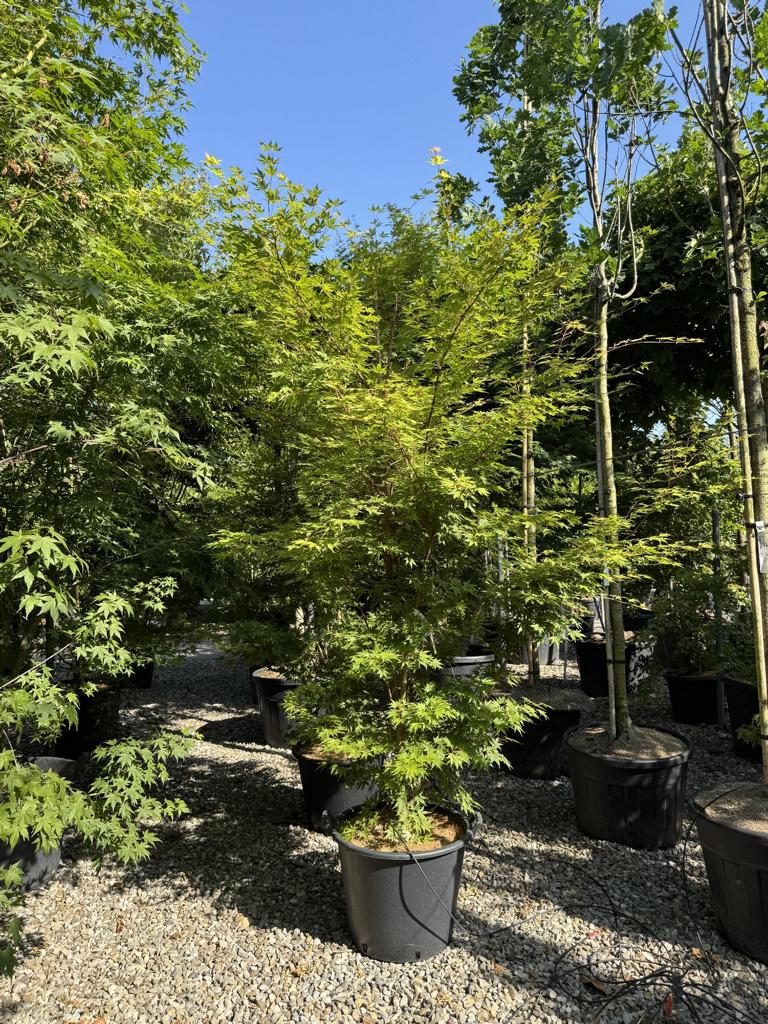 Acer palmatum 'Sangokaku'