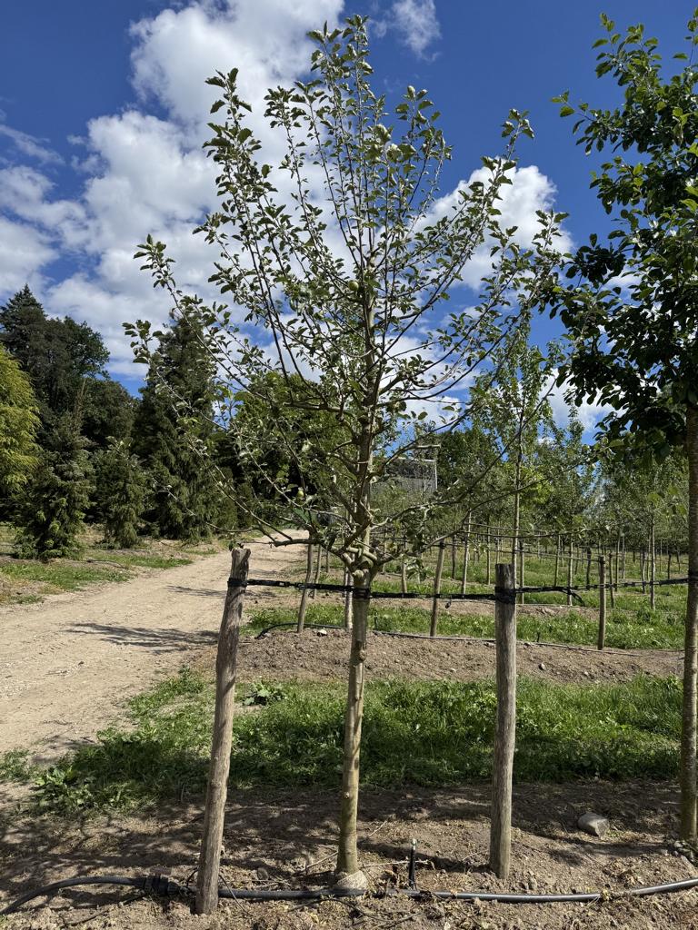 Malus domestica 'James Grieve'