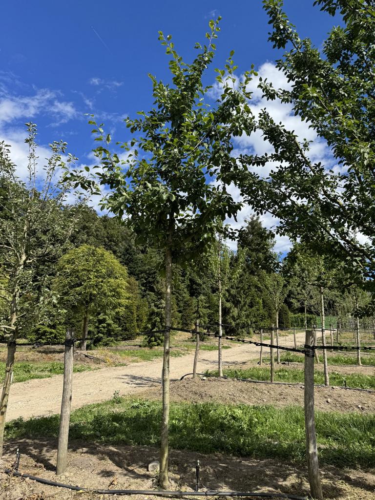 Prunus domestica 'Victoria'