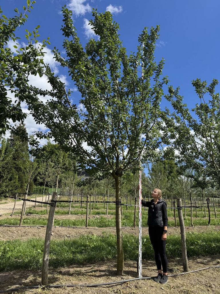 Prunus domestica 'Bérudge'