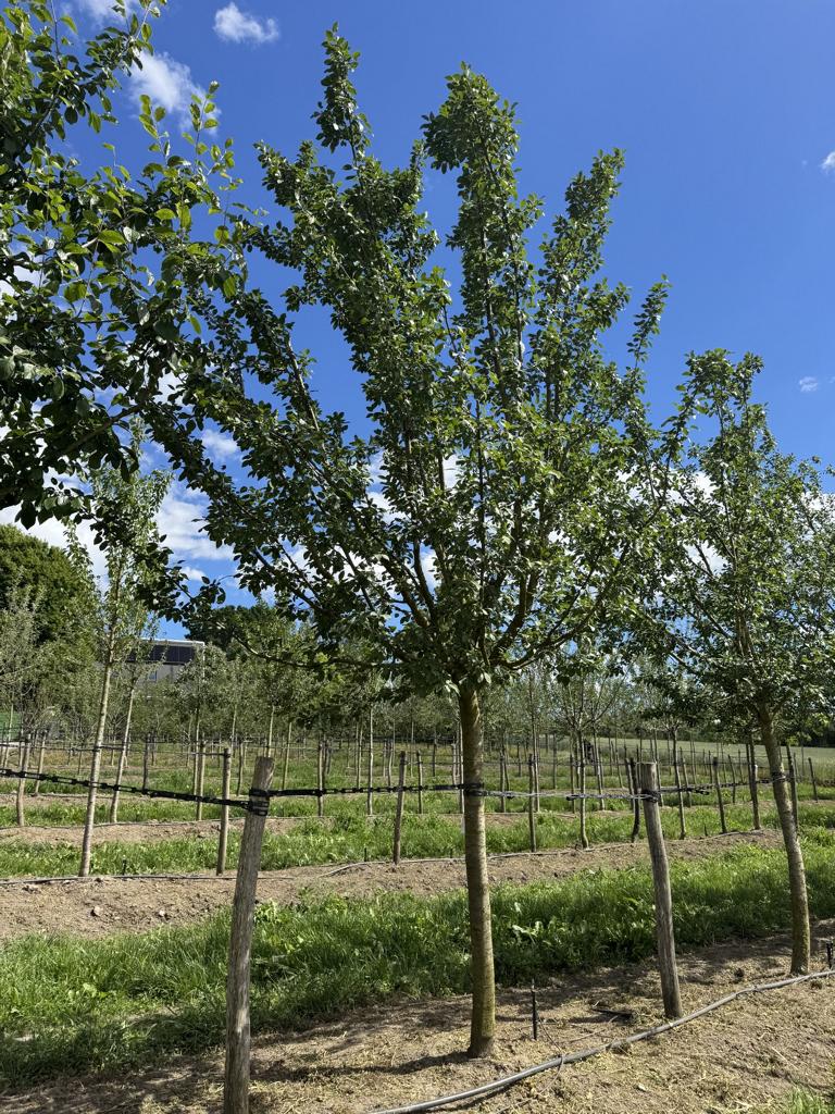 Prunus domestica 'Bérudge'