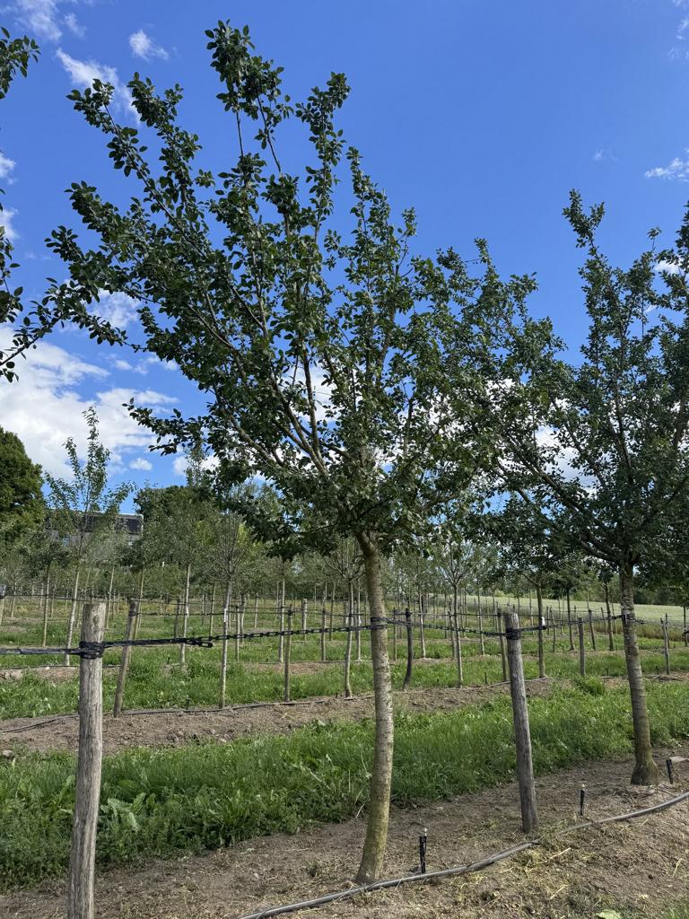 Prunus domestica 'Bérudge'