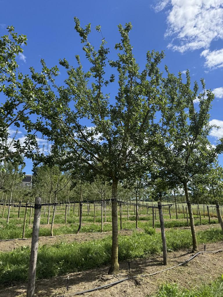 Prunus domestica 'Bérudge'