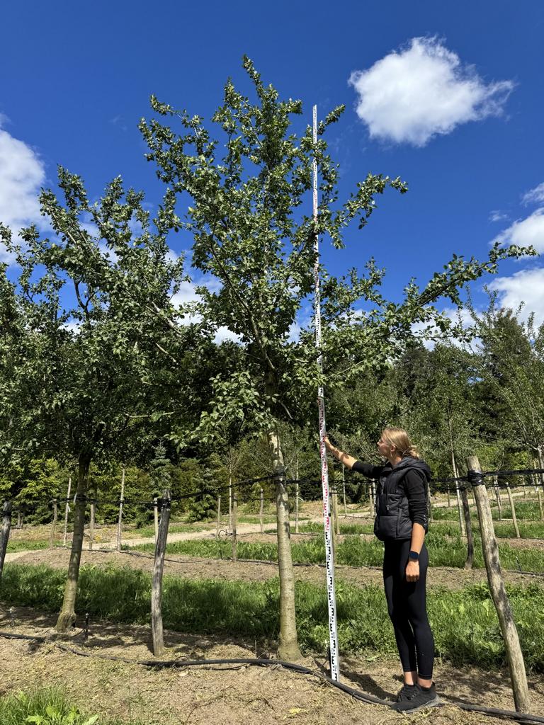 Prunus domestica 'Damassine'