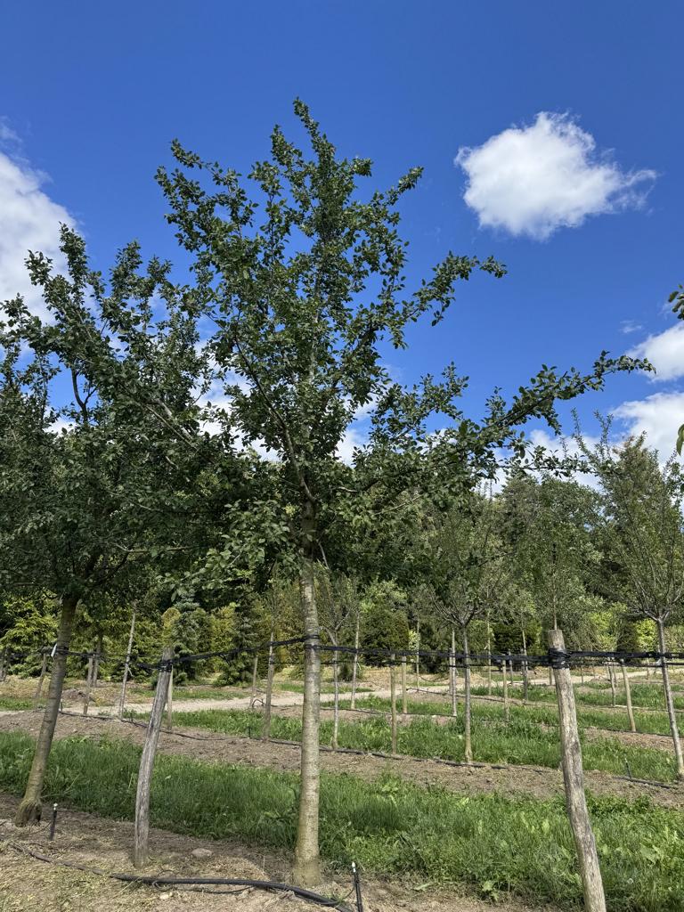 Prunus domestica 'Damassine'