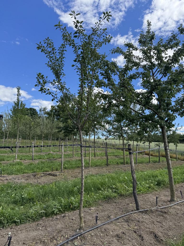 Prunus domestica 'Kirkes Pflaume'