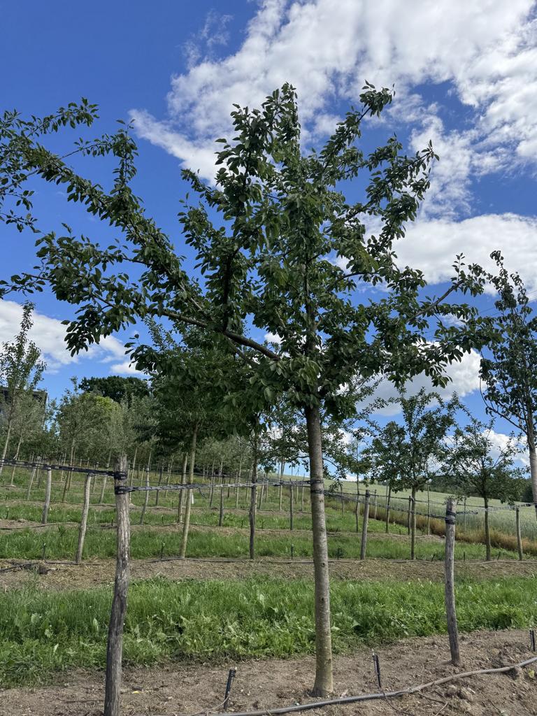 Prunus domestica 'Opal'