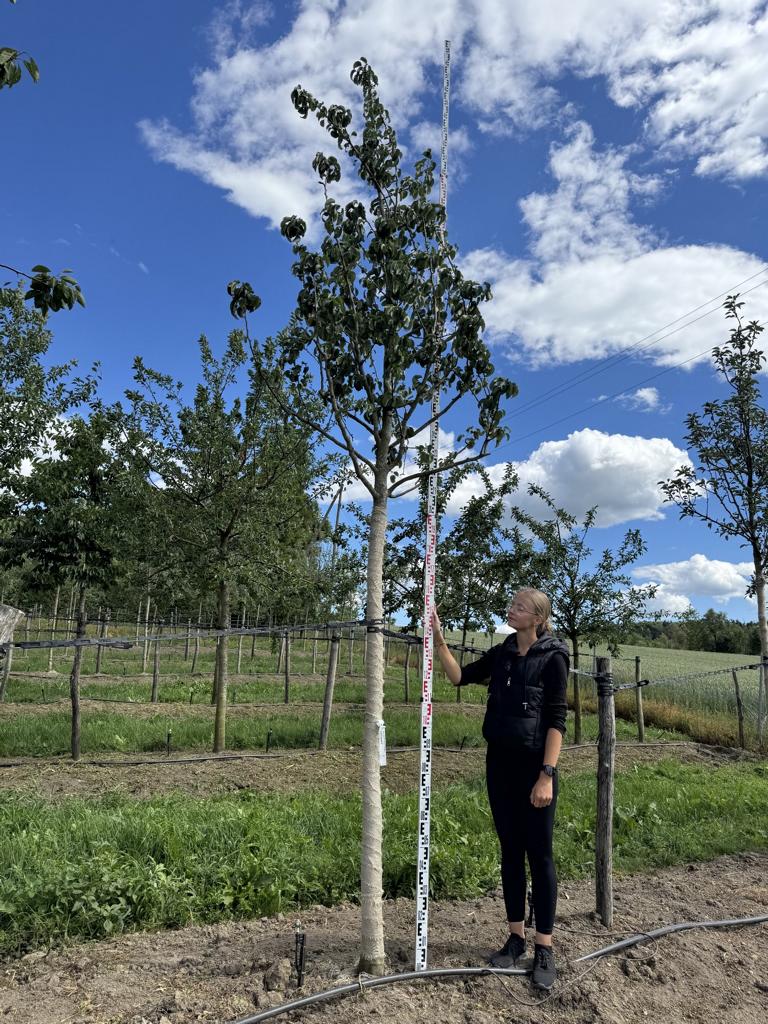 Pyrus communis 'Williams Christbirne'