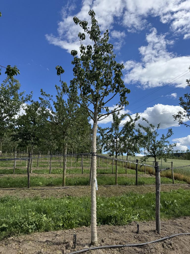 Pyrus communis 'Williams Christbirne'