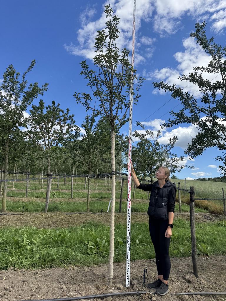 Pyrus communis 'Williams Christbirne'