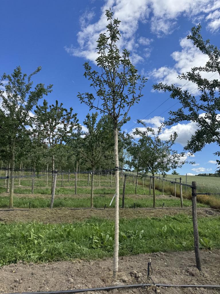Pyrus communis 'Williams Christbirne'