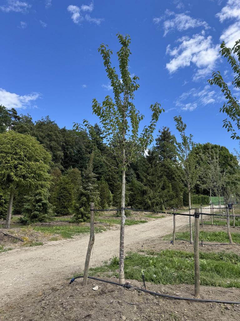 Prunus avium 'Regina'