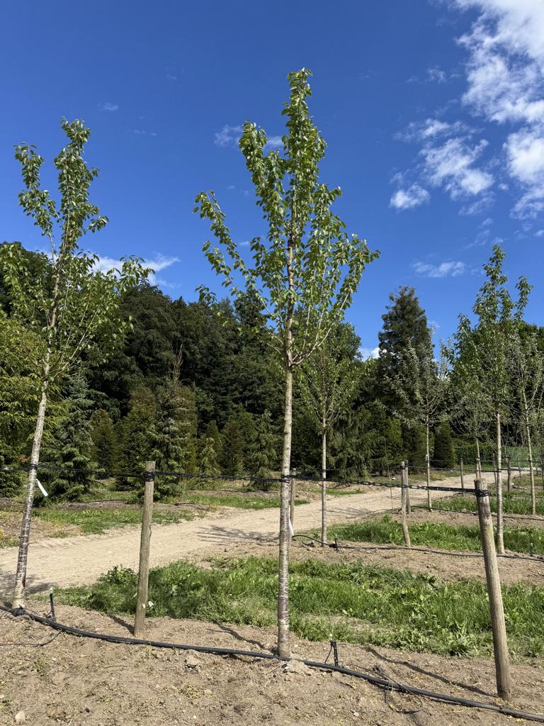 Prunus avium 'Regina'