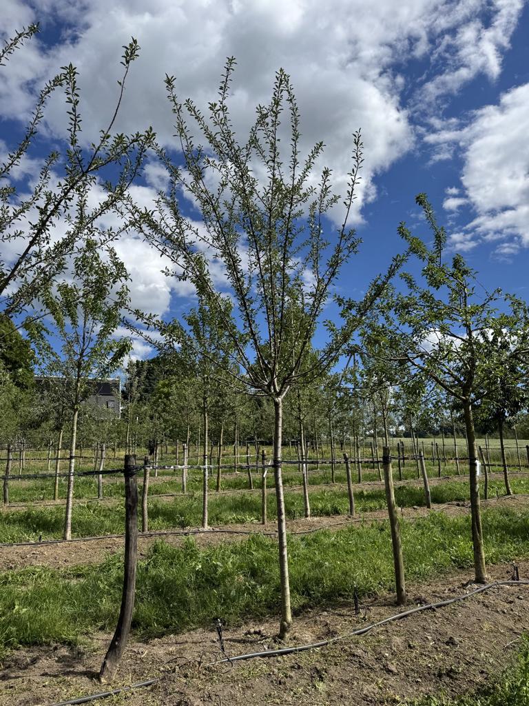 Prunus domestica 'Mirabelle de Nancy'